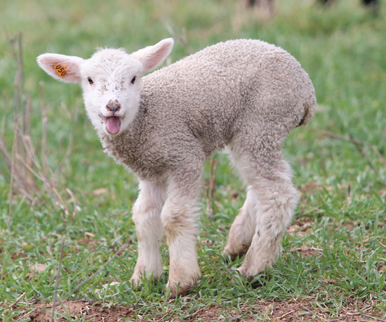 A young lamb at the Owens Farm near Sunbury on Thursday March 30, 2017. KAREN VIBERT-KENNEDY/Sun-Gazette